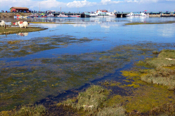 青海湖畔湿地图片