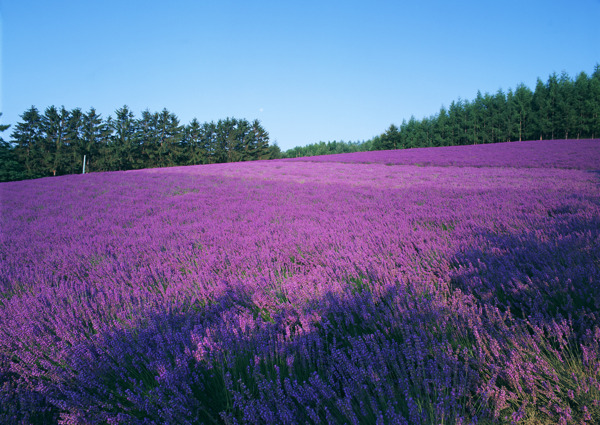 薰衣草花田