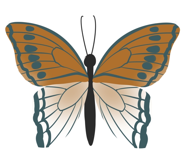 蝴蝶标本装饰