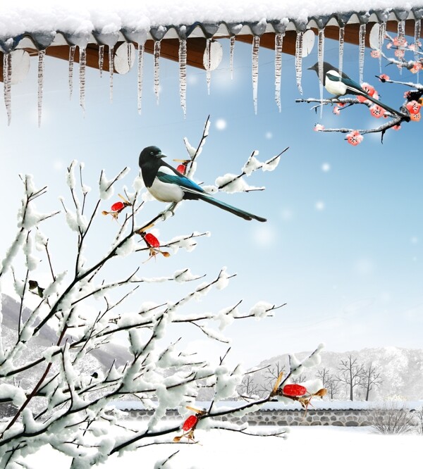 冬季喜鹊图片