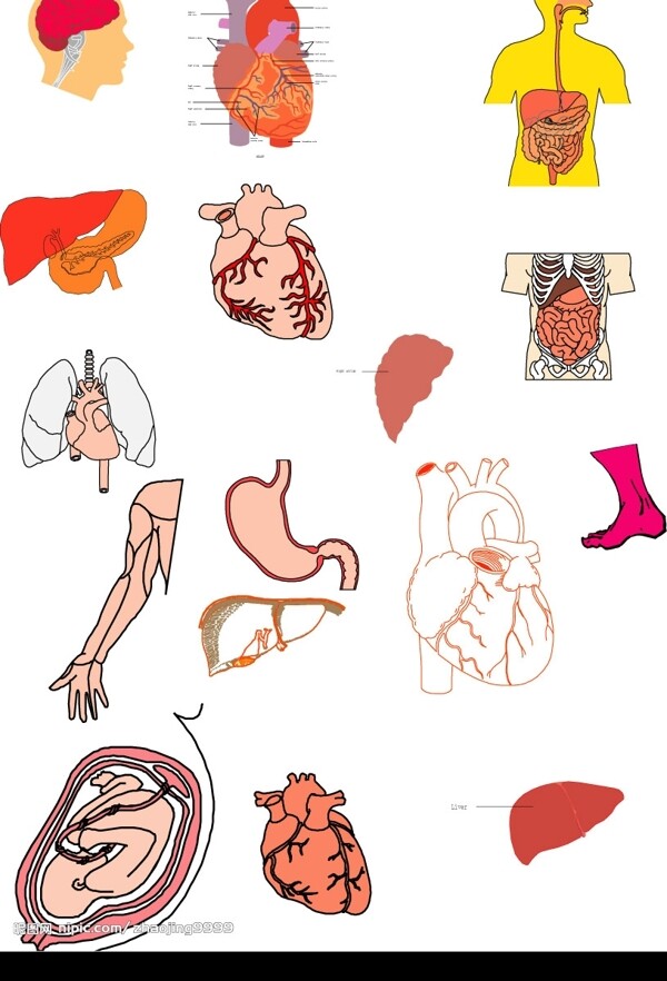 人体器官图片