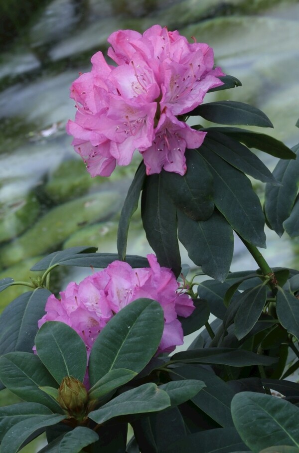 高山杜鹃花