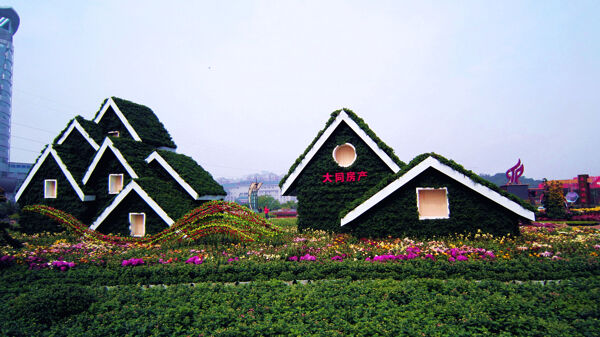 菊花展览图片