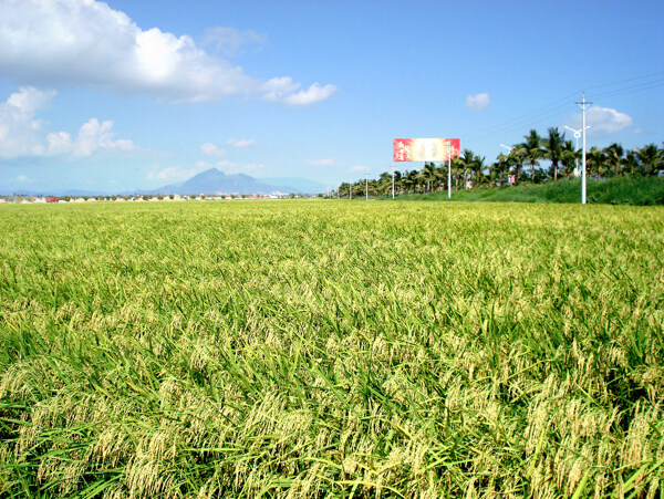 杂交水稻良种基地图片