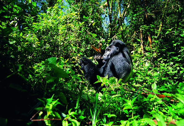 猩猩生存状态丛林中的黑猩猩