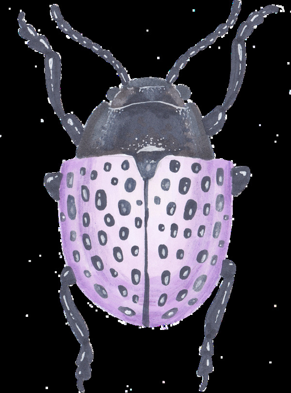 手绘紫色壳昆虫png透明素材