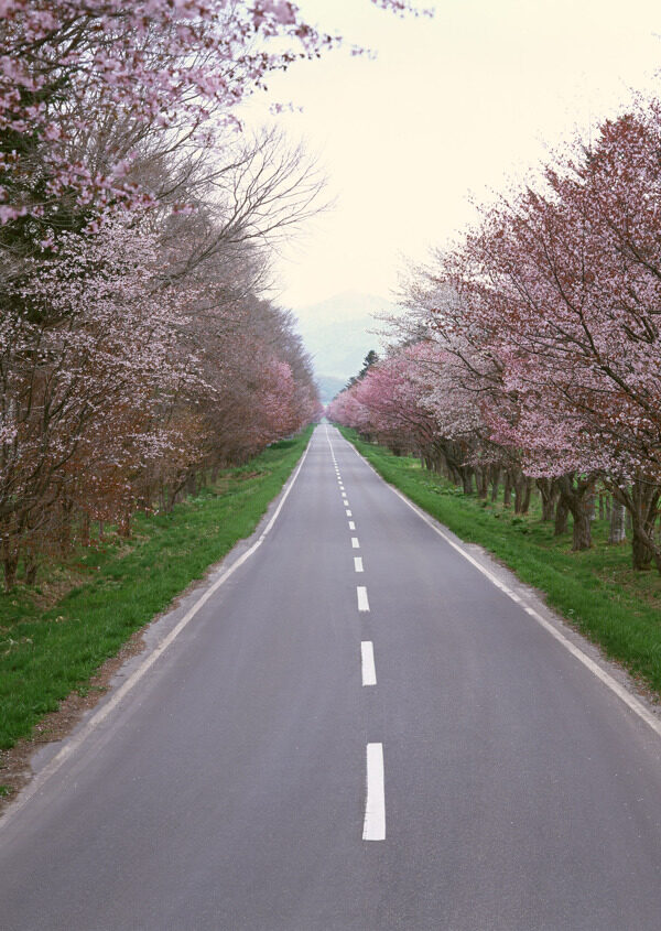 道路46图片