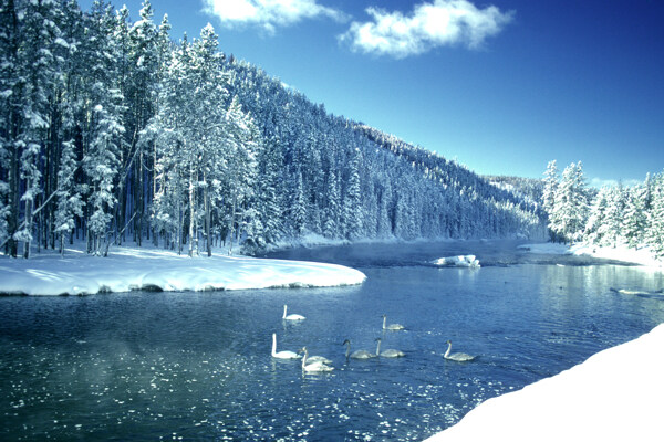 冬天游水的天鹅图片