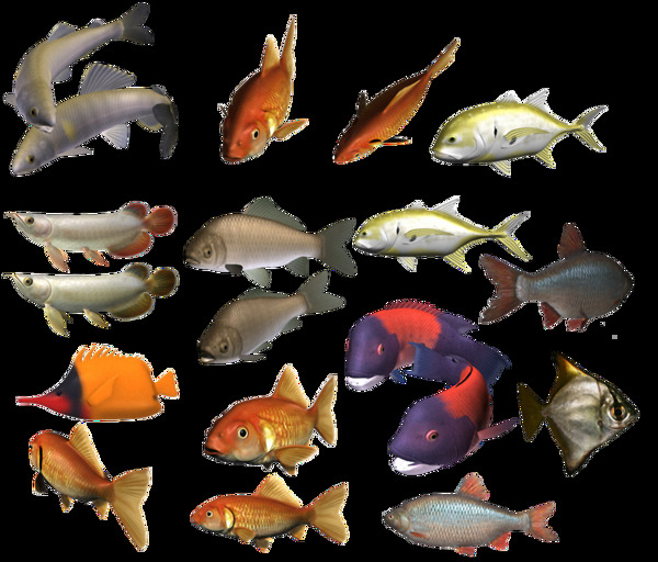 各种颜色的观赏鱼免抠png透明素材