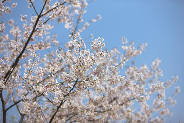 蓝天下的樱花树花枝图片图片