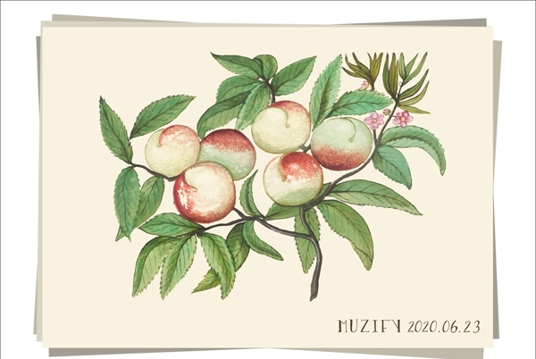 桃子树水果图鉴