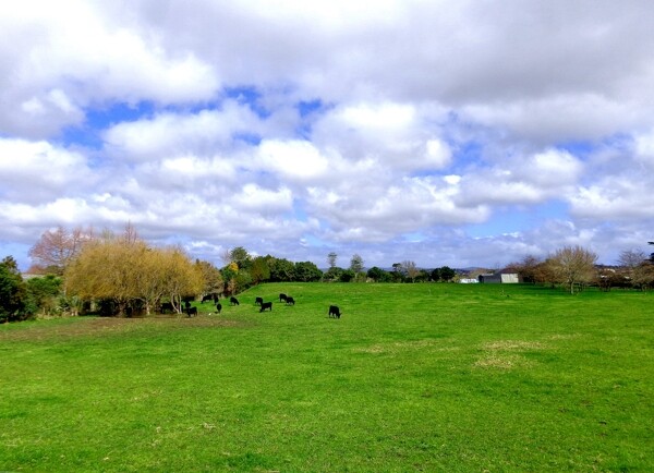 新西兰农场风景