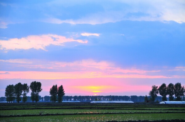 夕阳下的稻田图片