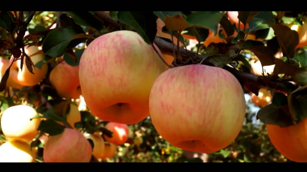 黄土高原的红苹果视频