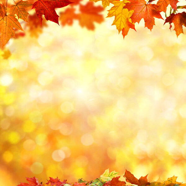 秋天枫叶边框背景图片