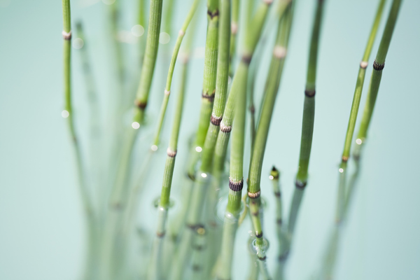 水中植物