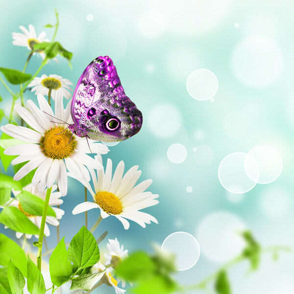 紫蝴蝶白雏菊图片素材