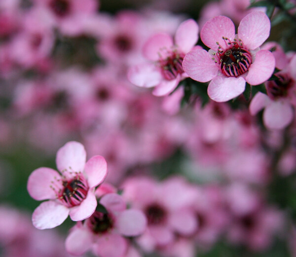 麦卢卡花图片