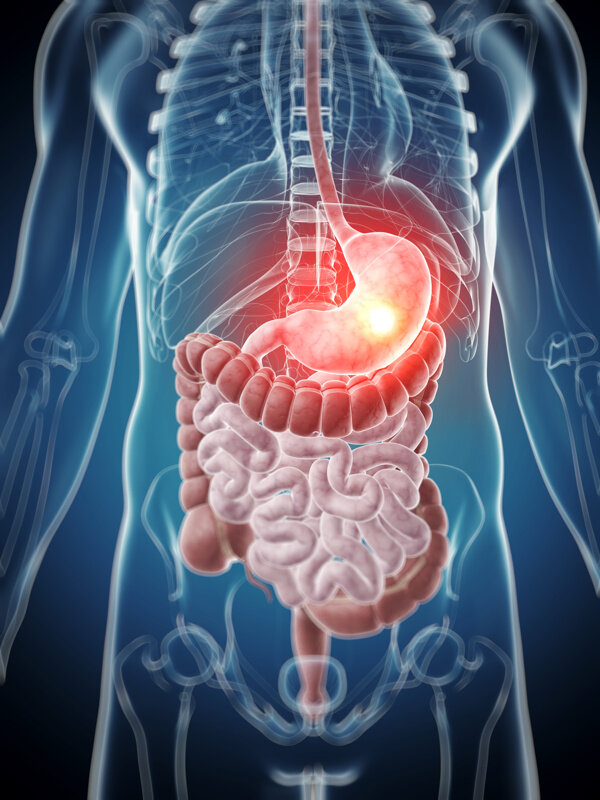 肠胃器官组织图片