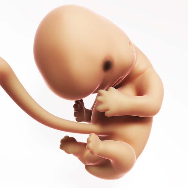 胚胎发育模型图片