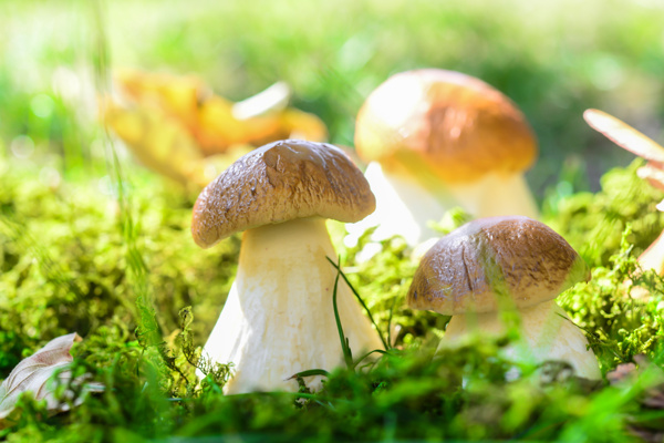 草地内的蘑菇图片