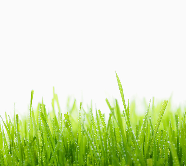索尼Z3绿地草坪图片