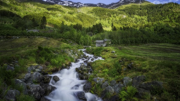 挪威森林图片