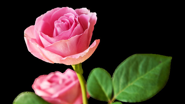 粉色盛开玫瑰png元素