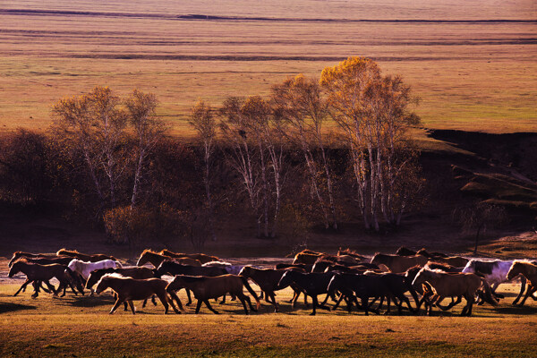 草原上马群风景图片