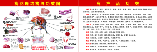 鹿结构图