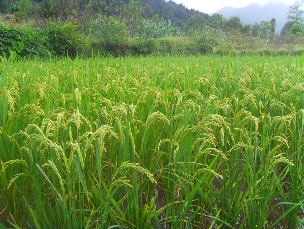 美丽水稻田图片