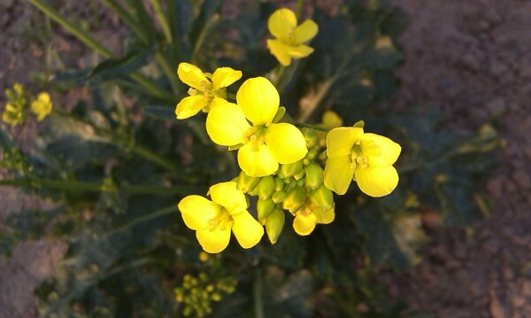 油菜花图片