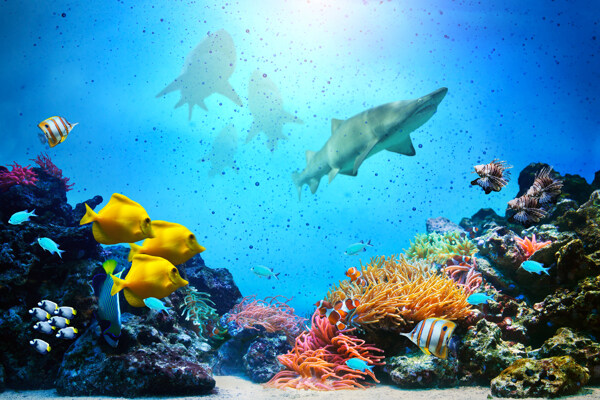 海底世界海鱼图片
