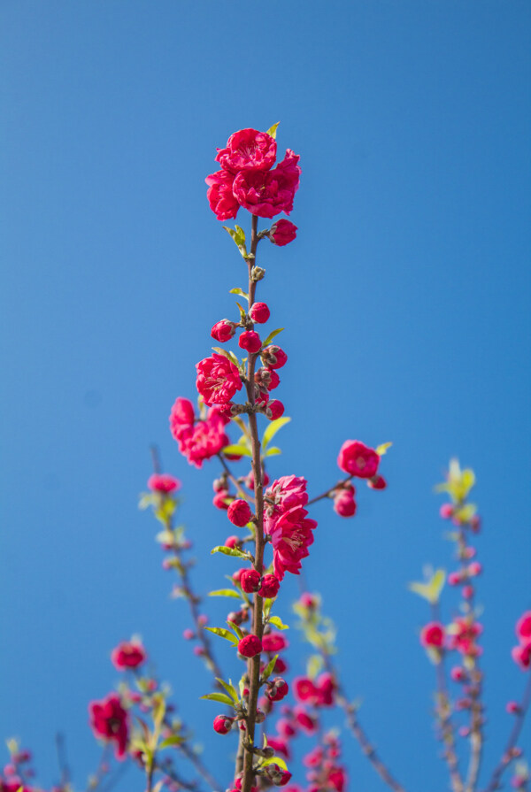 碧桃树桃花植物商用摄影