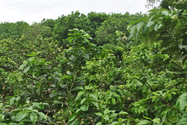 化橘红种植基地图片