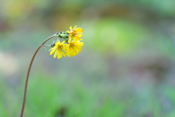 唯美黄花