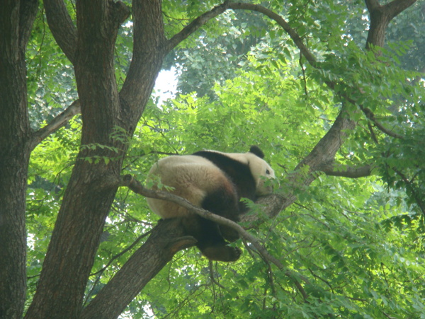大熊猫北京动物园