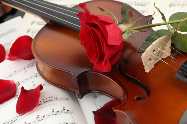 小提琴与红色玫瑰