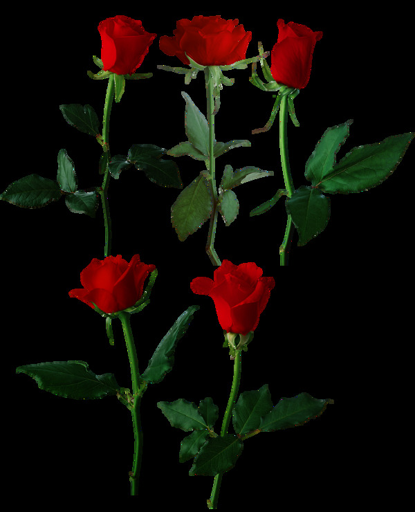 红色玫瑰花png元素
