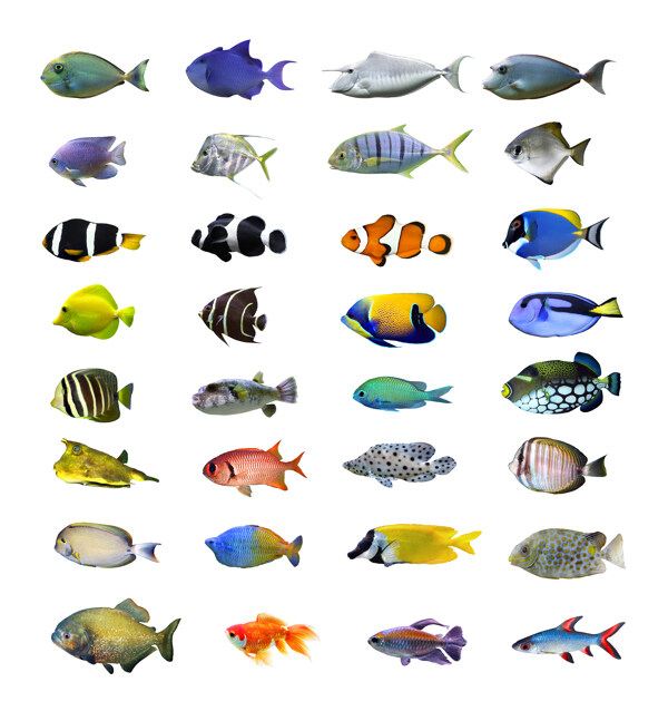 鱼类图集图片