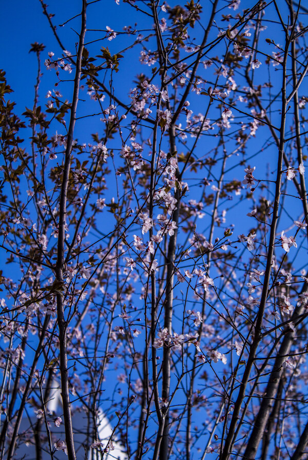 春天的梅花商用摄影