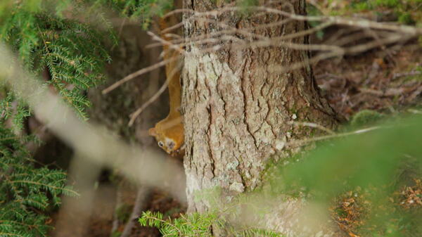 森林松鼠跳跃的树木4K超高清视频免费下载