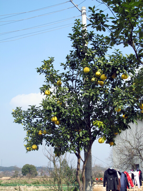 柚子树图片