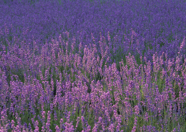 薰衣草花田