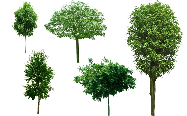 园林景观素材树PSD素材下载
