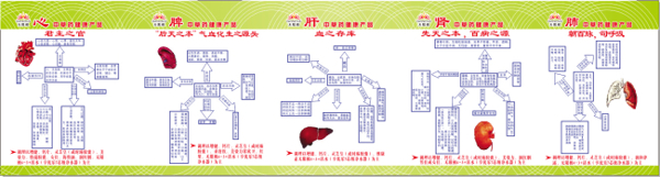 无限极心肝脾肺肾图