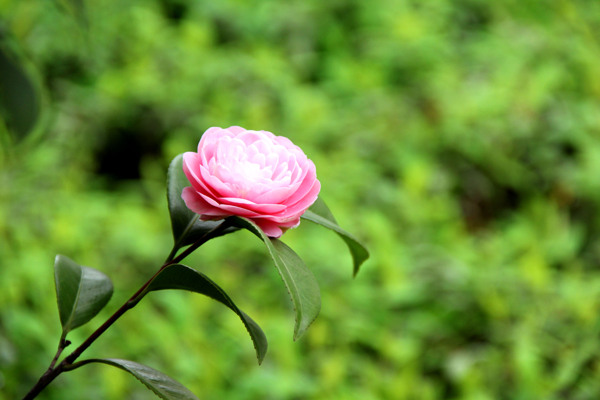 茶花图片