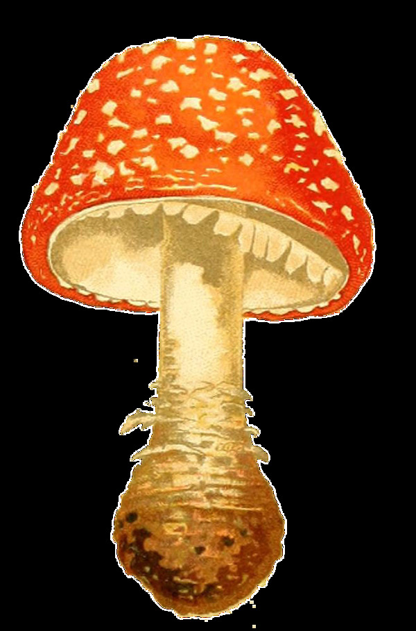 手绘橙红色蘑菇透明装饰素材