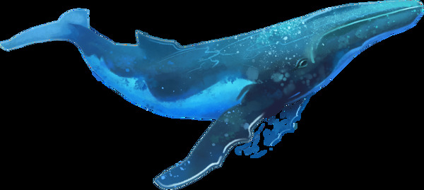 鲸鱼自然生物插画卡通海报素材
