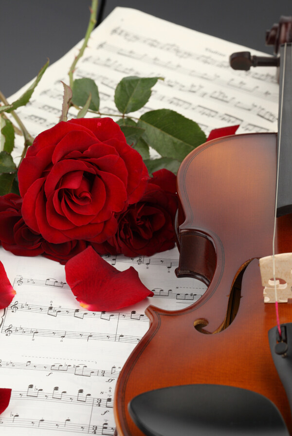 小提琴与火红玫瑰图片
